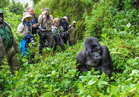 Gorilla Safaris in Uganda, Rwanda & Congo .